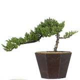 Dwarf Japanese Garden Juniper 44