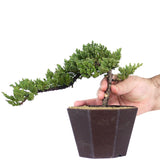 Dwarf Japanese Garden Juniper 44