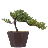 Dwarf Japanese Garden Juniper 44