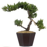 Dwarf Japanese Garden Juniper 45