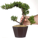 Dwarf Japanese Garden Juniper 45