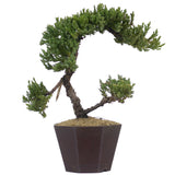 Dwarf Japanese Garden Juniper 45