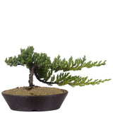 Dwarf Japanese Garden Juniper 46