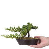 Dwarf Japanese Garden Juniper 46