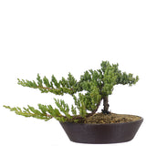 Dwarf Japanese Garden Juniper 46