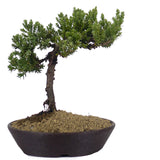 Dwarf Japanese Garden Juniper 47