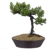 Dwarf Japanese Garden Juniper 47