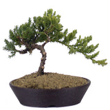 Dwarf Japanese Garden Juniper 48