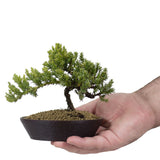 Dwarf Japanese Garden Juniper 48