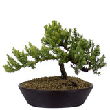 Dwarf Japanese Garden Juniper 48