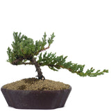 Dwarf Japanese Garden Juniper 49