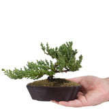 Dwarf Japanese Garden Juniper 49