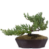 Dwarf Japanese Garden Juniper 49