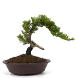 Dwarf Japanese Garden Juniper 5