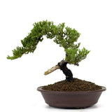 Dwarf Japanese Garden Juniper 5