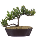 Dwarf Japanese Garden Juniper 50