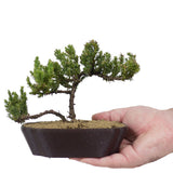 Dwarf Japanese Garden Juniper 50