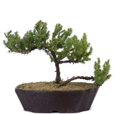 Dwarf Japanese Garden Juniper 50