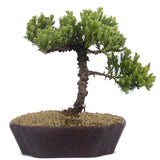 Dwarf Japanese Garden Juniper 51