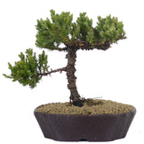 Dwarf Japanese Garden Juniper 51