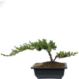 Dwarf Japanese Garden Juniper 52