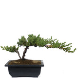 Dwarf Japanese Garden Juniper 52