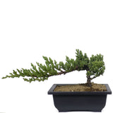 Dwarf Japanese Garden Juniper 53