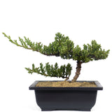 Dwarf Japanese Garden Juniper 54