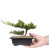 Dwarf Japanese Garden Juniper 54