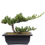 Dwarf Japanese Garden Juniper 54