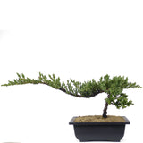 Dwarf Japanese Garden Juniper 55