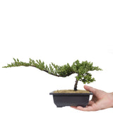 Dwarf Japanese Garden Juniper 55