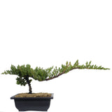 Dwarf Japanese Garden Juniper 55