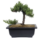 Dwarf Japanese Garden Juniper 56