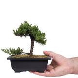 Dwarf Japanese Garden Juniper 56