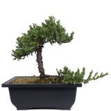 Dwarf Japanese Garden Juniper 56