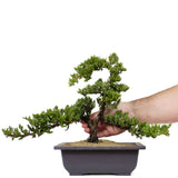 Dwarf Japanese Garden Juniper 6