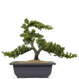 Dwarf Japanese Garden Juniper 6