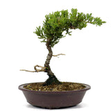 Dwarf Japanese Garden Juniper 7