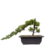 Dwarf Japanese Garden Juniper 8