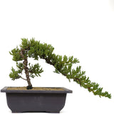 Dwarf Japanese Garden Juniper 8