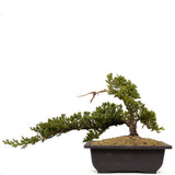 Dwarf Japanese Garden Juniper 9