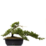 Dwarf Japanese Garden Juniper 9