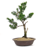 Shimpaku Juniper 1