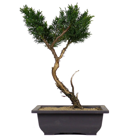shimpaku juniper bonsai tree for sale Shimpaku Juniper 2 – Stone Lantern