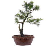 American Larch 12