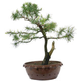 American Larch 12