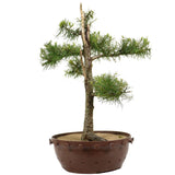 American Larch 15