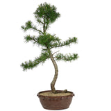 American Larch 16