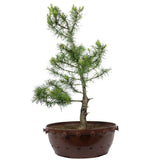 American Larch 17